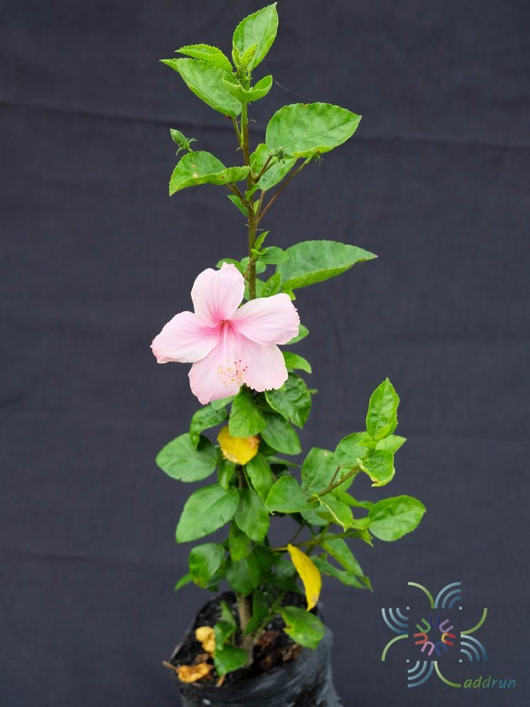 ชบาหนูดอกชมพู Hibicus hybrid