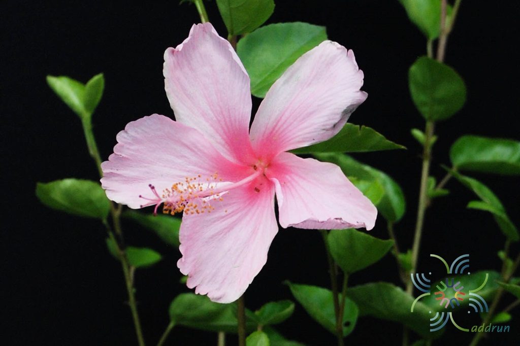 ชบาหนูดอกชมพู Hibicus hybrid