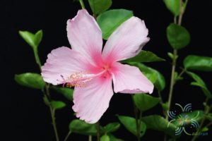 ชบาหนูดอกชมพู Hibicus hybrid