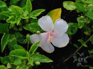 ชบาหนูดอกชมพู Hibicus hybrid