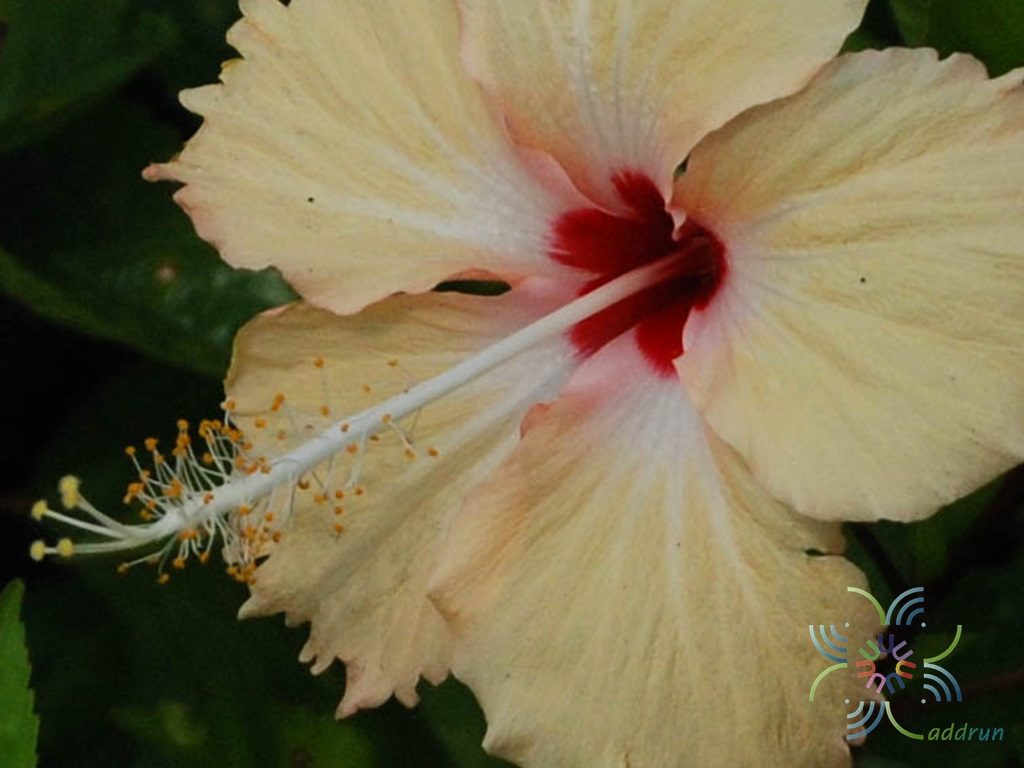 ชบาหนูเหลืองไข่ (ซิลเวียกู๊ดแมน : Sylvia Goodman) Hibicus hybrid