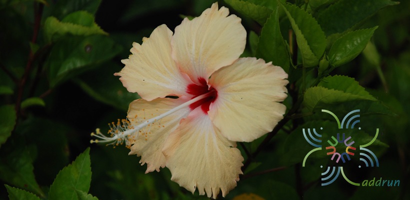 ชบาหนูเหลืองไข่ (ซิลเวียกู๊ดแมน : Sylvia Goodman) Hibicus hybrid