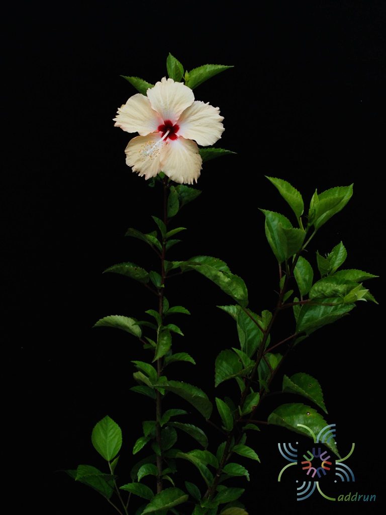 ชบาหนูเหลืองไข่ (ซิลเวียกู๊ดแมน : Sylvia Goodman) Hibicus hybrid