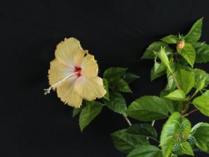ชบาหนูเหลืองไข่ (ซิลเวียกู๊ดแมน : Sylvia Goodman) Hibicus hybrid