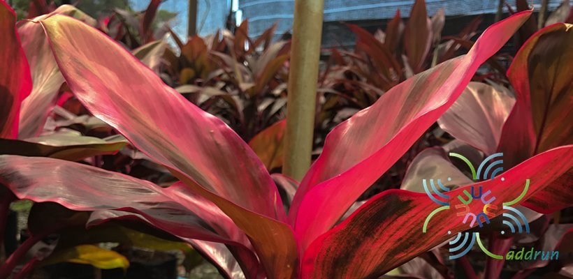 หมากผู้หมากเมีย เงาะถอดรูป Cordyline fruticosa (L.) A.Chev. ‘Ngothotrub’