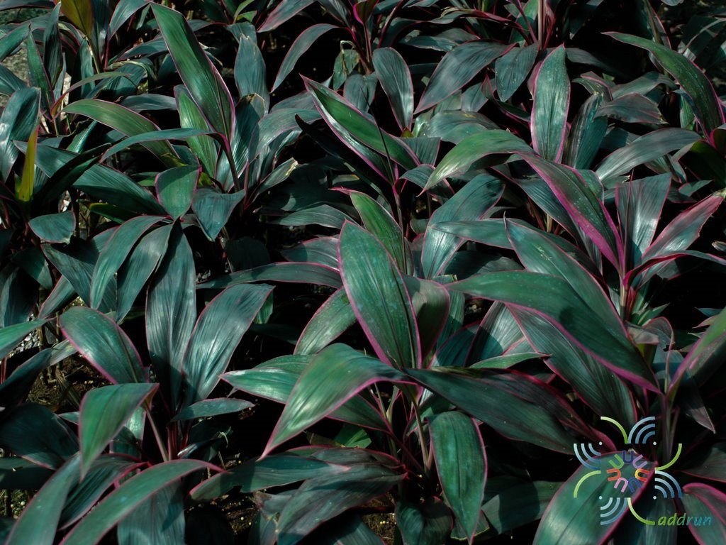 หมากผู้หมากเมีย แดงสยาม Cordyline fruticosa (L.) A.Chev. ‘Daengsiam’