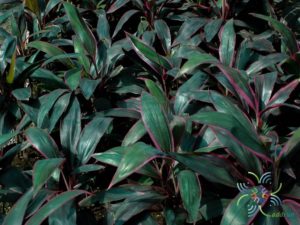 หมากผู้หมากเมีย แดงสยาม Cordyline fruticosa (L.) A.Chev. ‘Daengsiam’