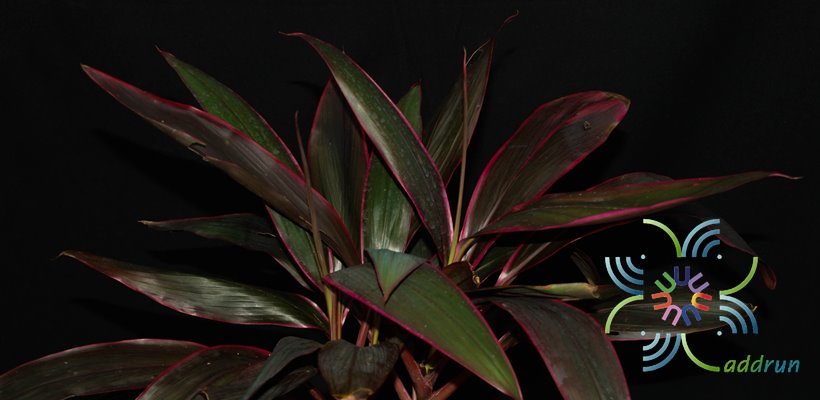หมากผู้หมากเมีย แดงสยาม Cordyline fruticosa (L.) A.Chev. ‘Daengsiam’