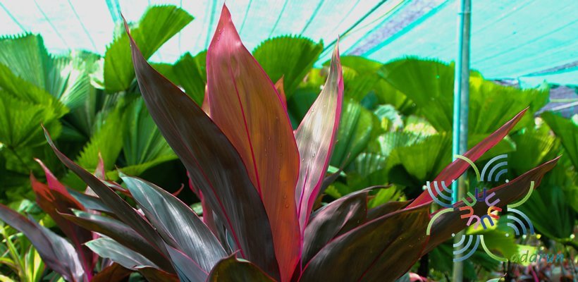 หมากผู้หมากเมีย ทับทิมสยาม Cordyline fruticosa (L.) A.Chev. ‘Taptim-Saim’