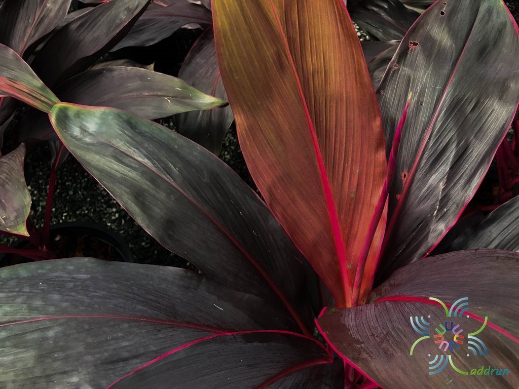 หมากผู้หมากเมีย ทับทิมสยาม Cordyline fruticosa (L.) A.Chev. ‘Taptim-Saim’