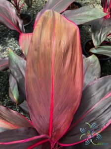 หมากผู้หมากเมีย ทับทิมสยาม Cordyline fruticosa (L.) A.Chev. ‘Taptim-Saim’