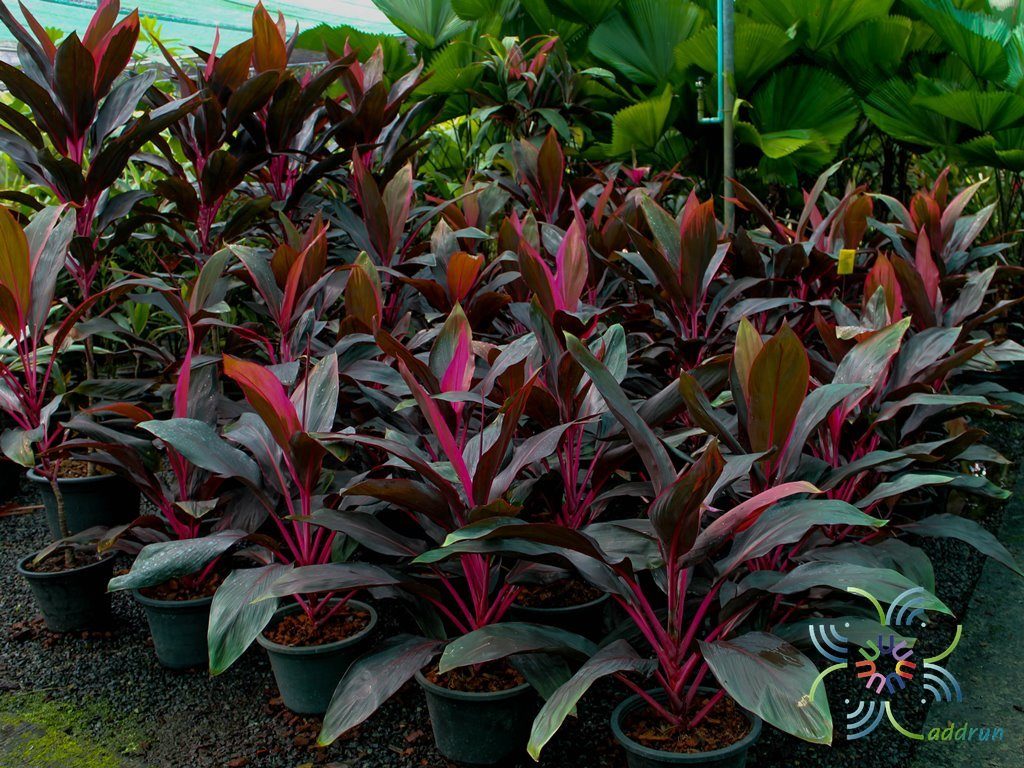 หมากผู้หมากเมีย ทับทิมสยาม Cordyline fruticosa (L.) A.Chev. ‘Taptim-Saim’