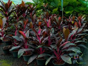 หมากผู้หมากเมีย ทับทิมสยาม Cordyline fruticosa (L.) A.Chev. ‘Taptim-Saim’