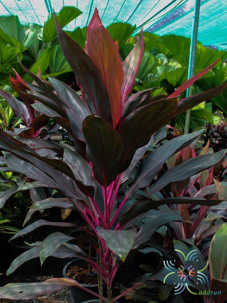 หมากผู้หมากเมีย ทับทิมสยาม Cordyline fruticosa (L.) A.Chev. ‘Taptim-Saim’