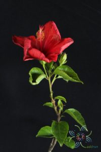 ชบาฮอลแลนด์แดง Hibicus hybrid
