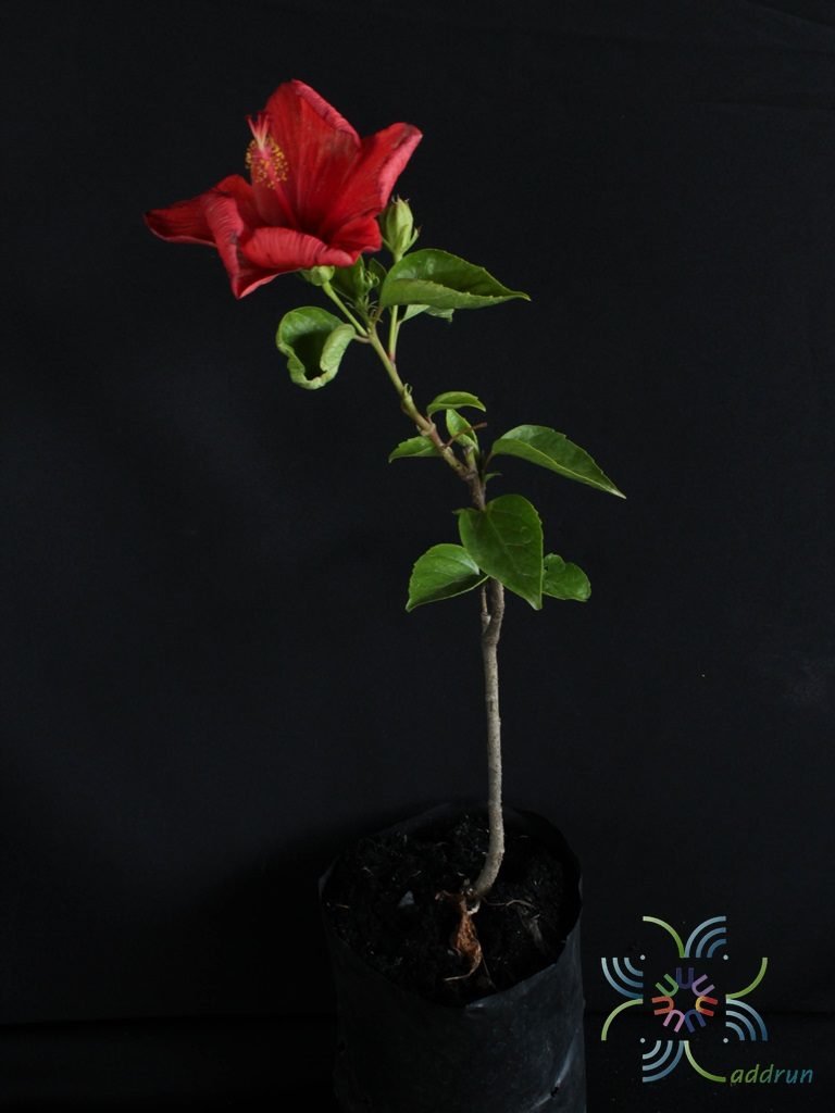 ชบาฮอลแลนด์แดง Hibicus hybrid