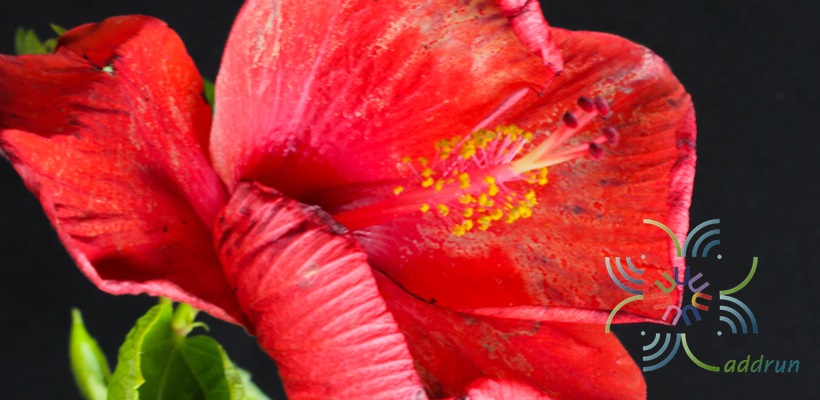 ชบาฮอลแลนด์แดง Hibicus hybrid