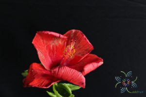 ชบาฮอลแลนด์แดง Hibicus hybrid