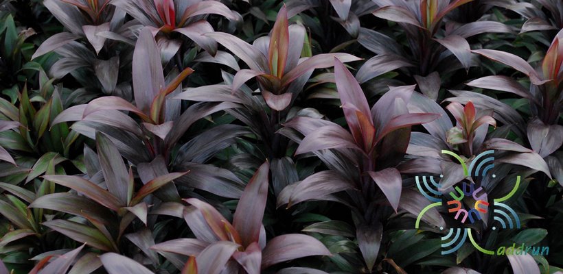 หมากผู้หมากเมีย เทียนทัด Cordyline fruticosa (L.) A.Chev. ‘Thianthad’