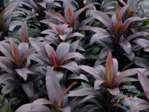 หมากผู้หมากเมีย เทียนทัด Cordyline fruticosa (L.) A.Chev. ‘Thianthad’