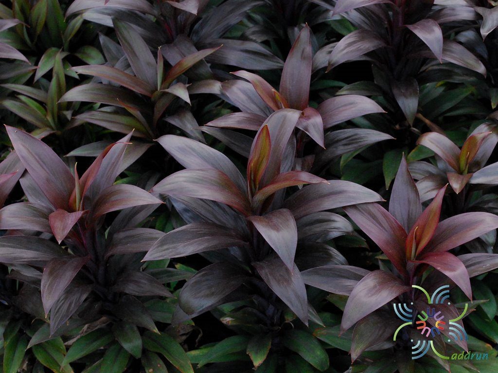 หมากผู้หมากเมีย เทียนทัด Cordyline fruticosa (L.) A.Chev. ‘Thianthad’