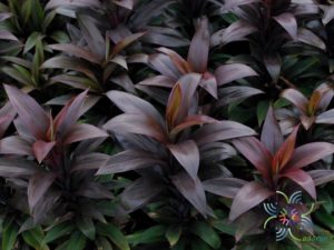 หมากผู้หมากเมีย เทียนทัด Cordyline fruticosa (L.) A.Chev. ‘Thianthad’