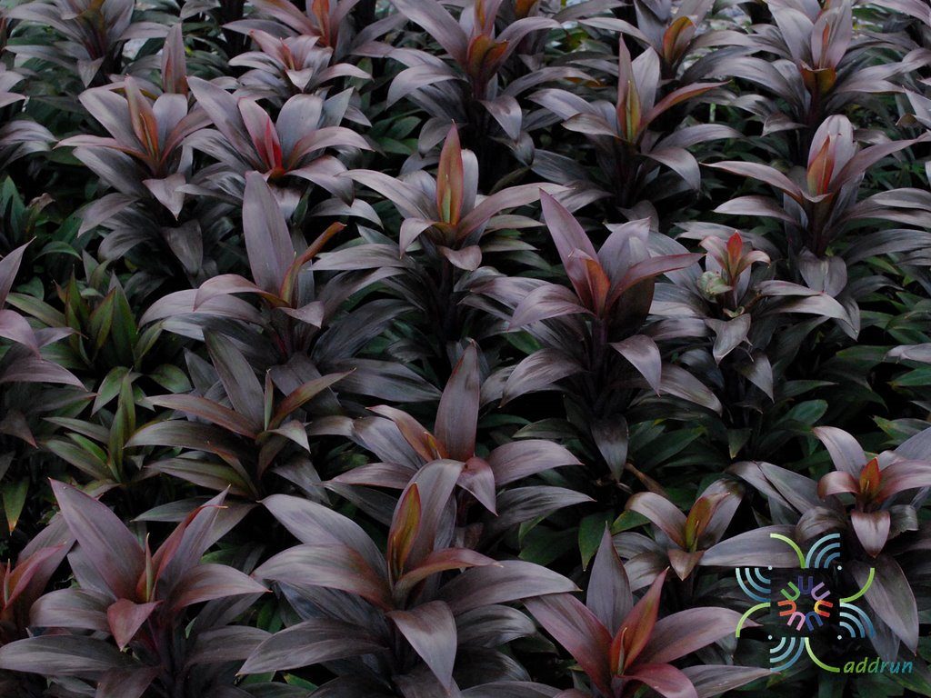 หมากผู้หมากเมีย เทียนทัด Cordyline fruticosa (L.) A.Chev. ‘Thianthad’