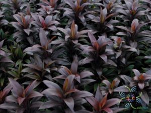 หมากผู้หมากเมีย เทียนทัด Cordyline fruticosa (L.) A.Chev. ‘Thianthad’