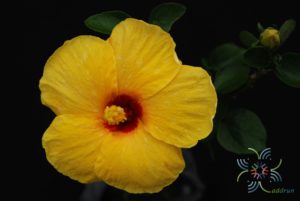 ชบาฮอลแลนด์เหลือง Hibicus hybrid