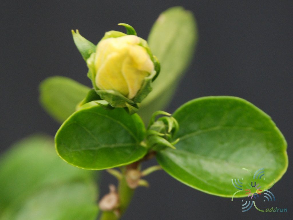ชบาฮอลแลนด์เหลือง Hibicus hybrid