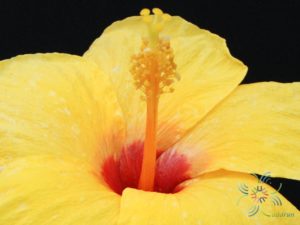 ชบาฮอลแลนด์เหลือง Hibicus hybrid