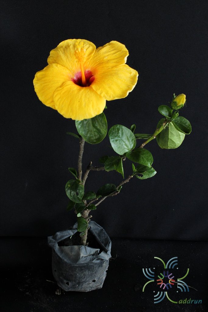 ชบาฮอลแลนด์เหลือง Hibicus hybrid