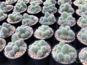 รีบูเทีย พูลวิโนซา Rebutia pulvinosa F. Ritter & Buining