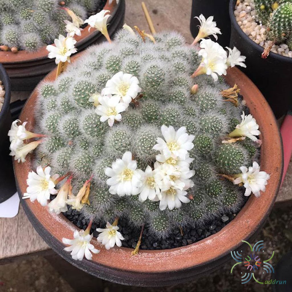 รีบูเทีย พูลวิโนซา Rebutia pulvinosa F. Ritter & Buining
