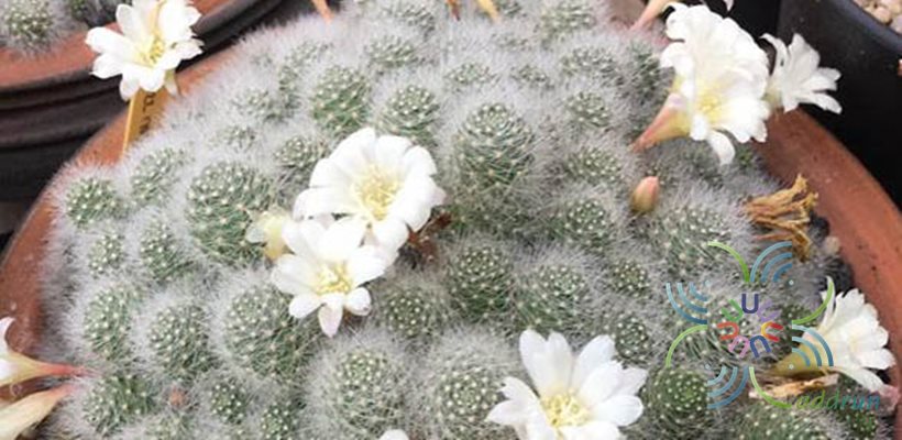 รีบูเทีย พูลวิโนซา Rebutia pulvinosa F. Ritter & Buining