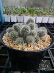 รีบูเทีย พูลวิโนซา Rebutia pulvinosa F. Ritter & Buining