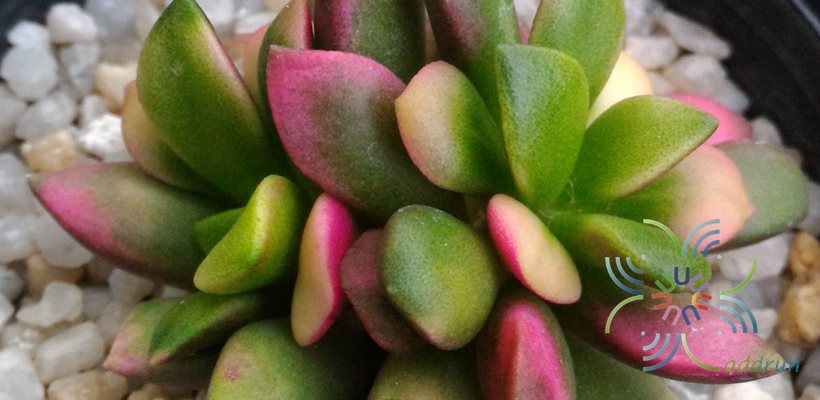ลูกชุบ #1 Anacampseros rufescens (Haw.) Sweet