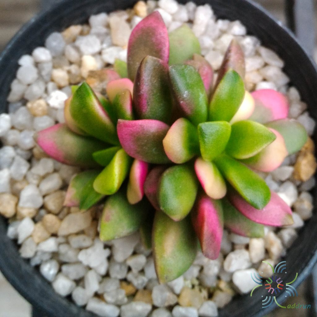 ลูกชุบ #1 Anacampseros rufescens (Haw.) Sweet