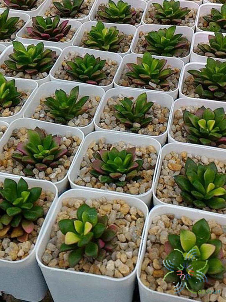 ลูกชุบ #1 Anacampseros rufescens (Haw.) Sweet