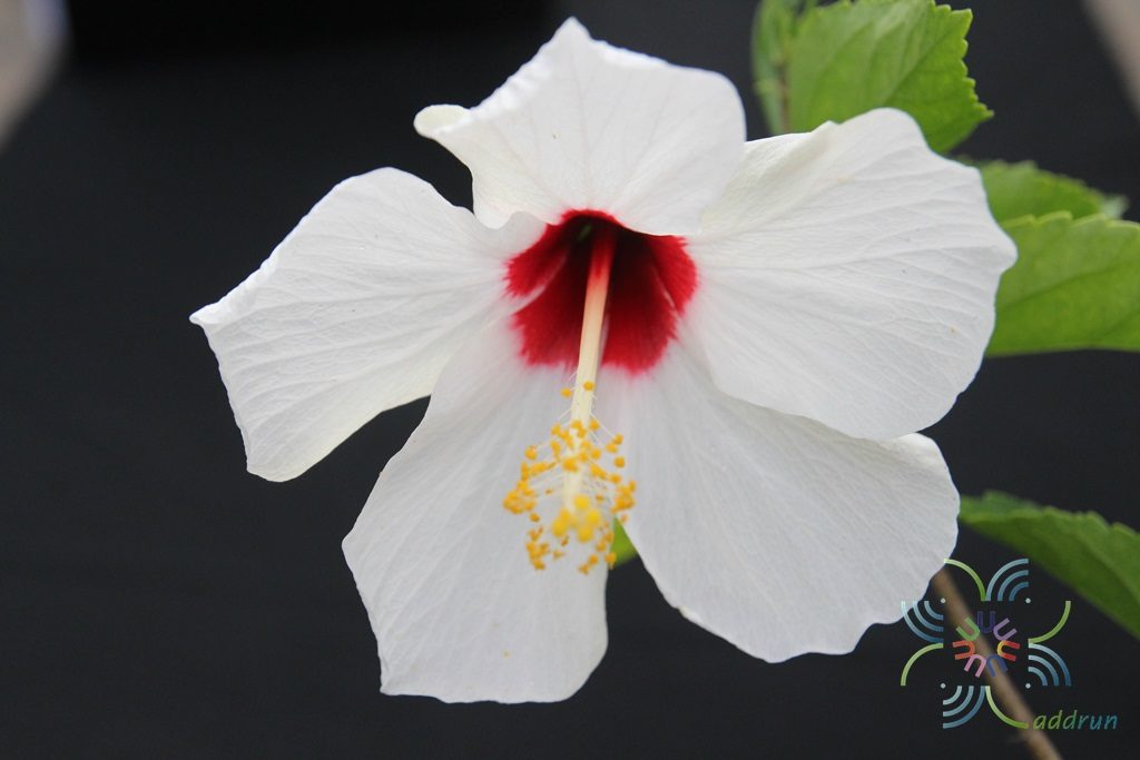 ชบาฮาวายขาวไส้แดง Hibicus hybrid