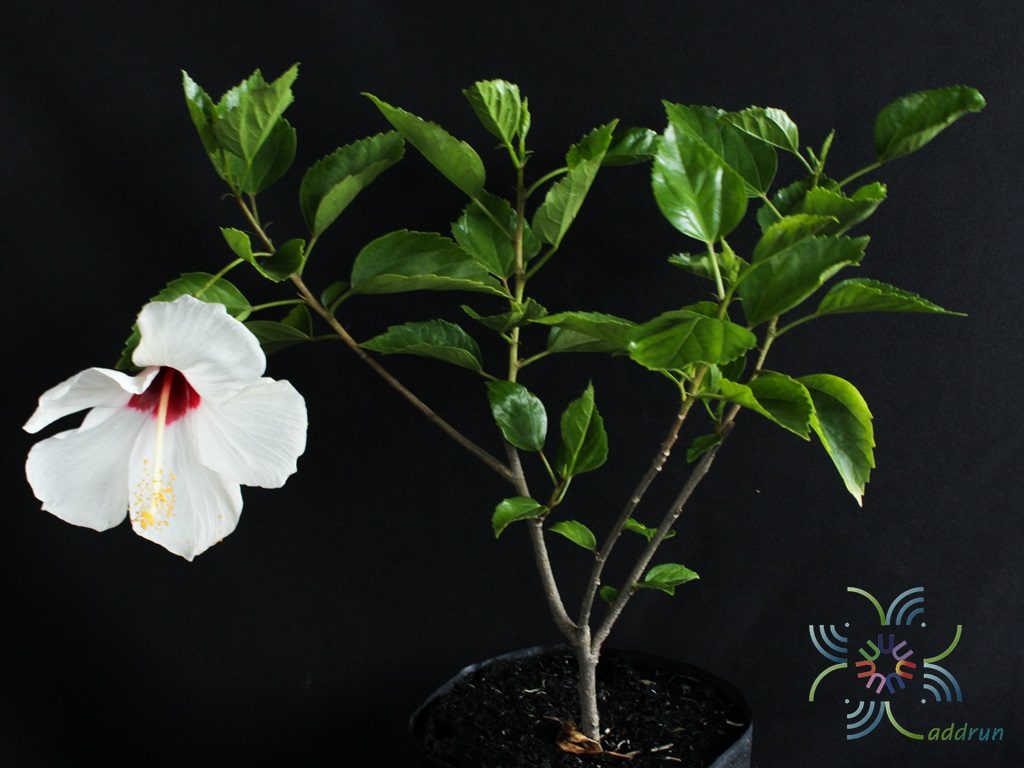 ชบาฮาวายขาวไส้แดง Hibicus hybrid