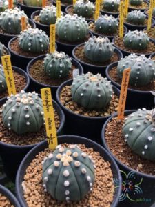 แอสโตรไฟตัม แอสทีเรียส Astrophytum asterias (Zucc.) Lem.