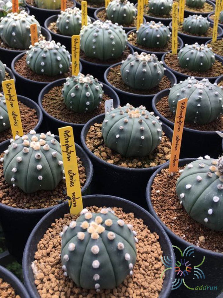 แอสโตรไฟตัม แอสทีเรียส Astrophytum asterias (Zucc.) Lem.