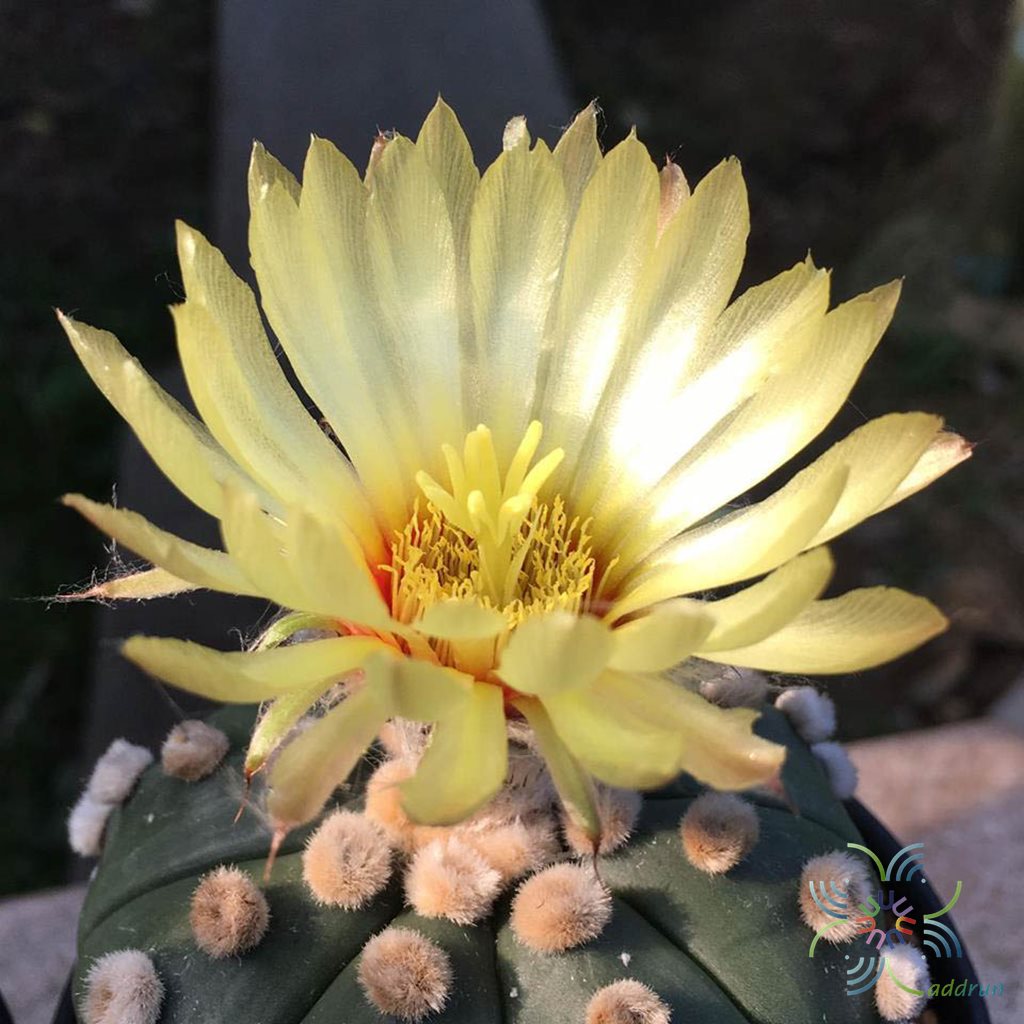 แอสโตรไฟตัม แอสทีเรียส Astrophytum asterias (Zucc.) Lem.