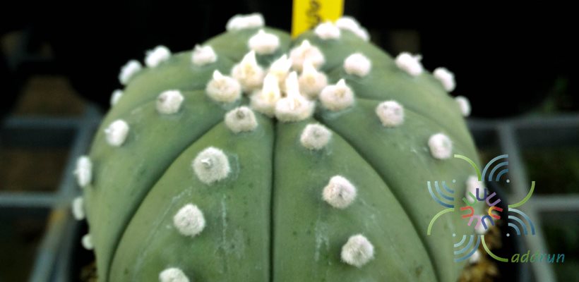 แอสโตรไฟตัม แอสทีเรียส Astrophytum asterias (Zucc.) Lem.
