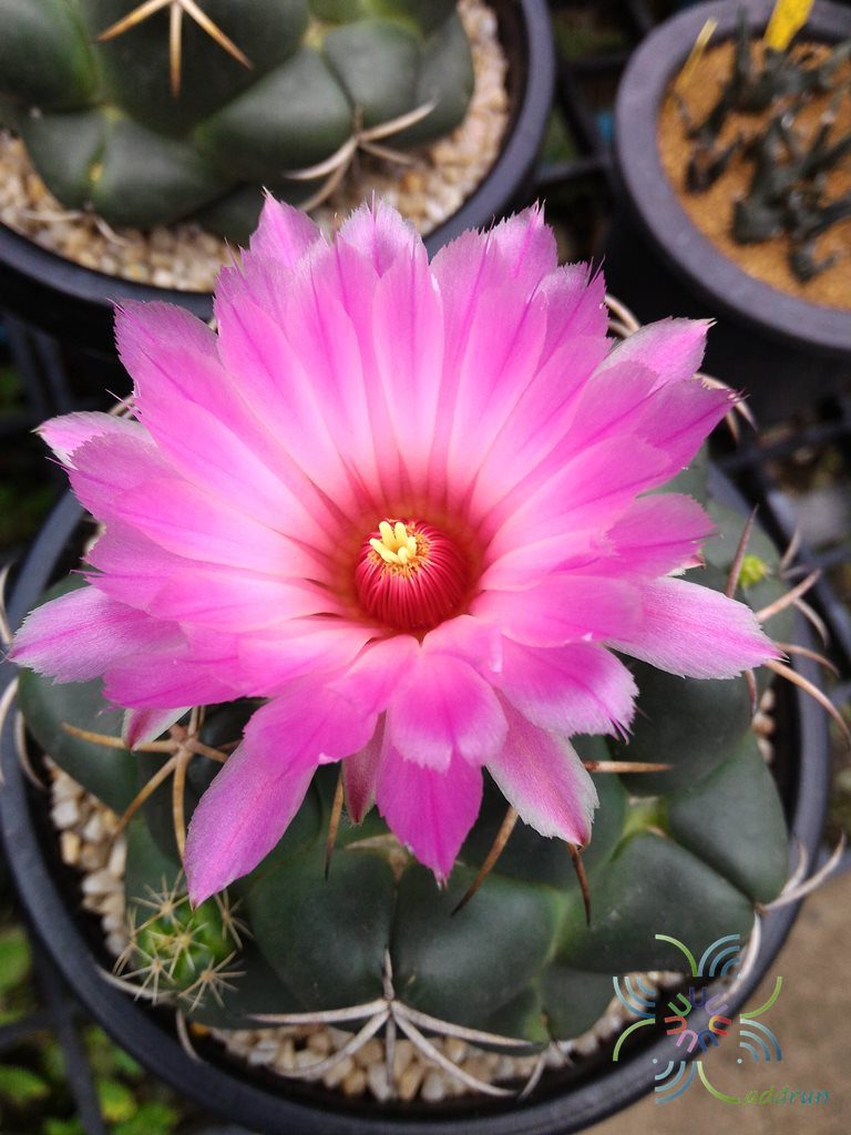คอริแฟนธา อีเลเฟนทิเดนส์ Coryphantha elephantidens (Lem.) Lem.