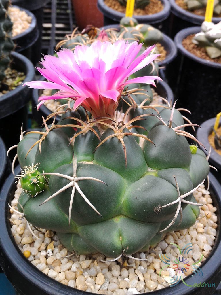 คอริแฟนธา อีเลเฟนทิเดนส์ Coryphantha elephantidens (Lem.) Lem.