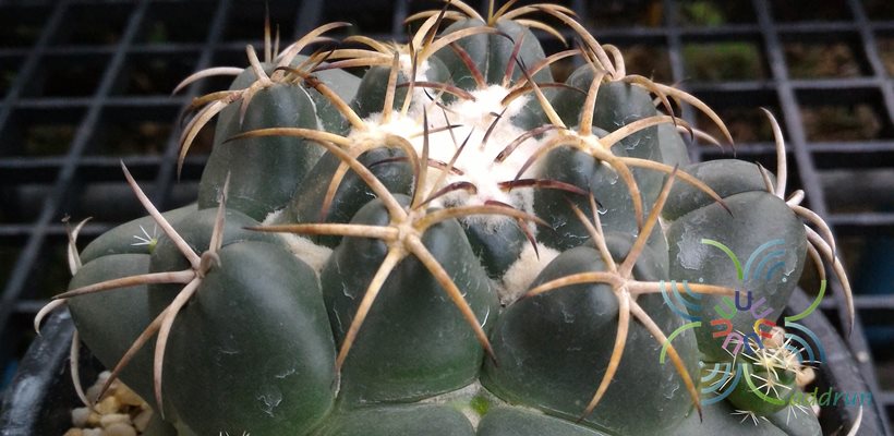 คอริแฟนธา  อีเลเฟนทิเดนส์ Coryphantha elephantidens (Lem.) Lem.