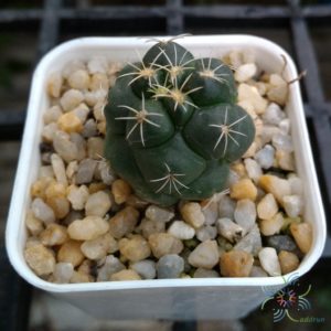 คอริแฟนธา  อีเลเฟนทิเดนส์ Coryphantha elephantidens (Lem.) Lem.