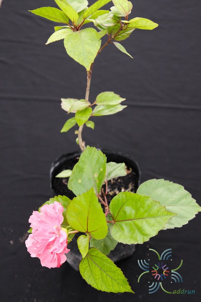 ชบาฮาวายซ้อนสีชมพู Hibicus hybrid